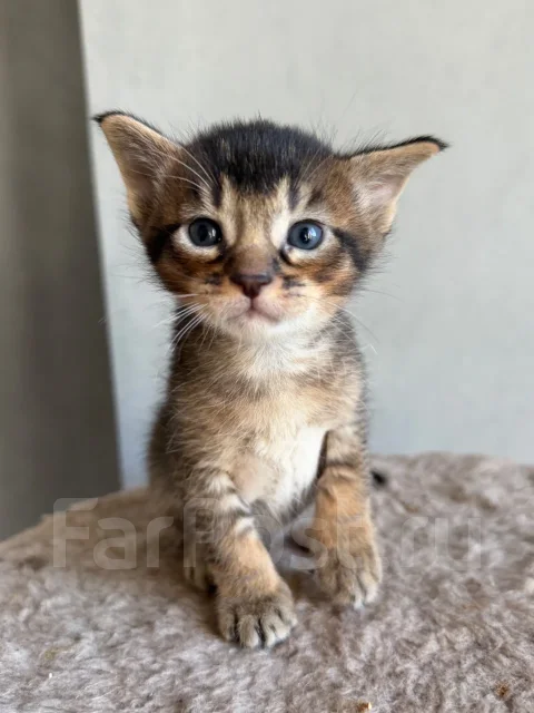 �����. ����