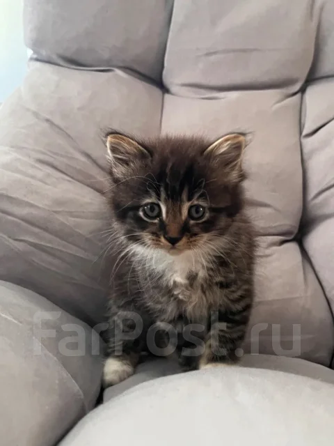 �����. ����