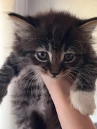 �����. ����
