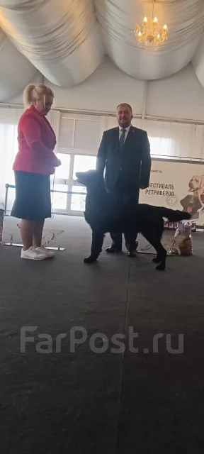 ������������� ��������. ����