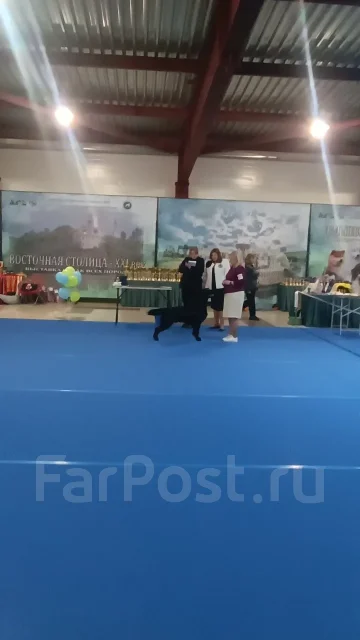 ������������� ��������. ����