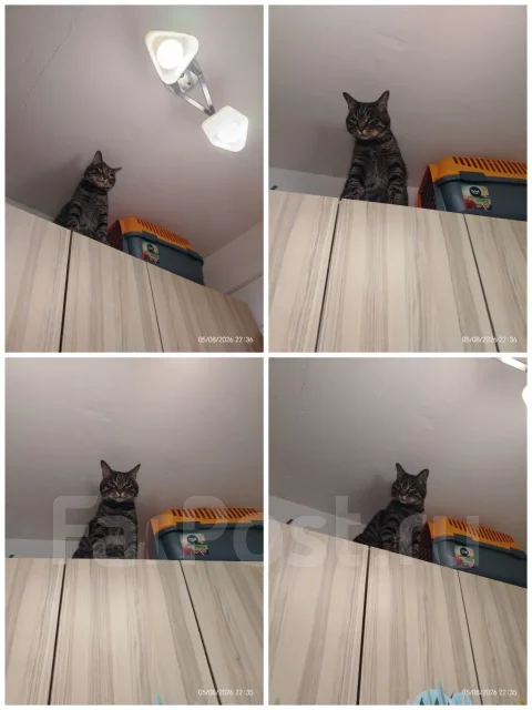 �����. ����
