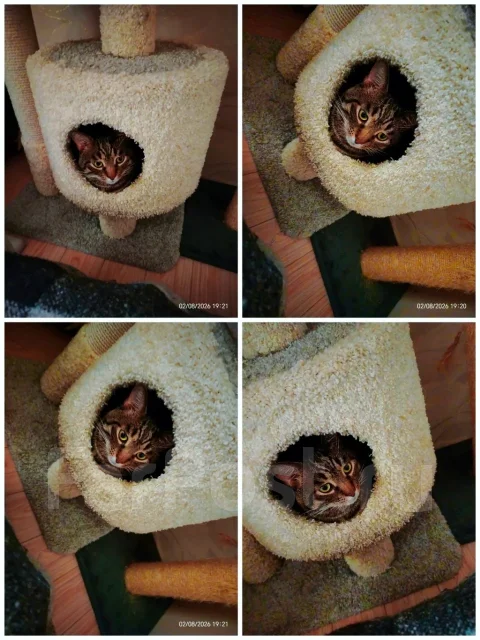 �����. ����