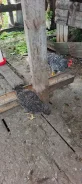 ����. ����