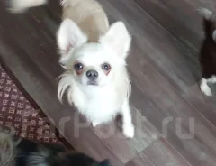 ��������. ����