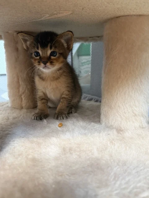 �����. ����