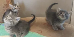 ����������� �����. ����