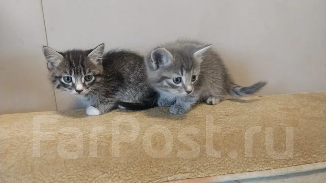 ����������� �����. ����