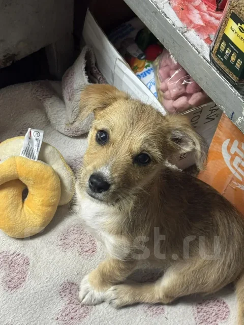 ����� ����