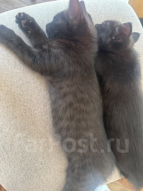 �����. ����