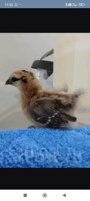 ����. ��� ����� �� ������������ ����