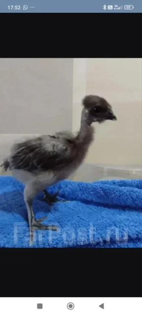 ����. ��� ����� �� ������������ ����