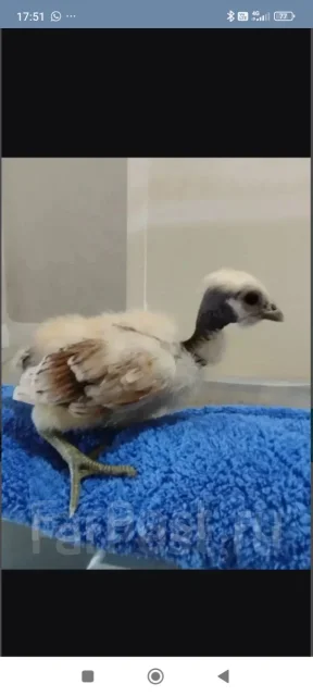 ����. ��� ����� �� ������������ ����