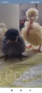 ����. ��� ����� �� ������������ ����