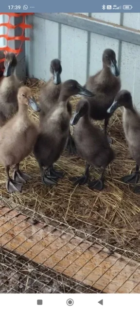����. ��� ����� �� ������������ ����