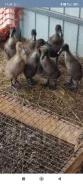 ����. ��� ����� �� ������������ ����