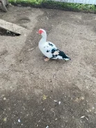��������. ����