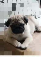 ����. ����