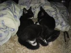 �����. ����