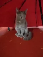 ��������� �����. ����