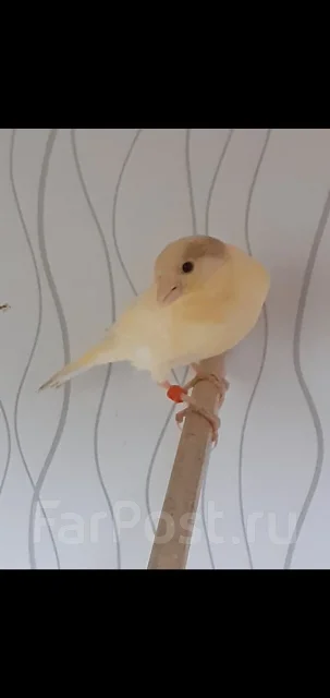 ���������. ����