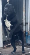 ����� �����. ����