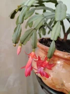 �����������. ����