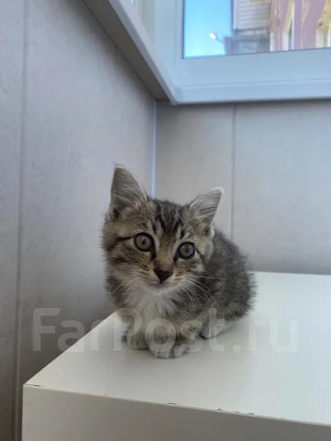�����. ����