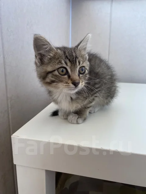 �����. ����