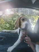 �����. ����
