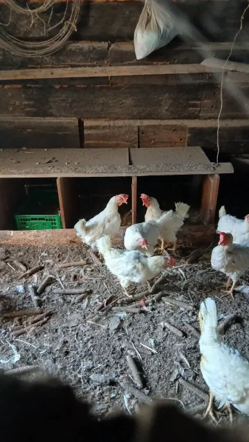 ����. ����