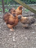 ����. ����