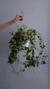 ������ ������ ������ (D-17, H-20) ����