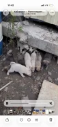 ����������� ������. ����