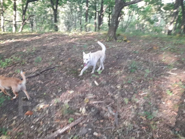 �����. ����