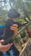 �����. ����