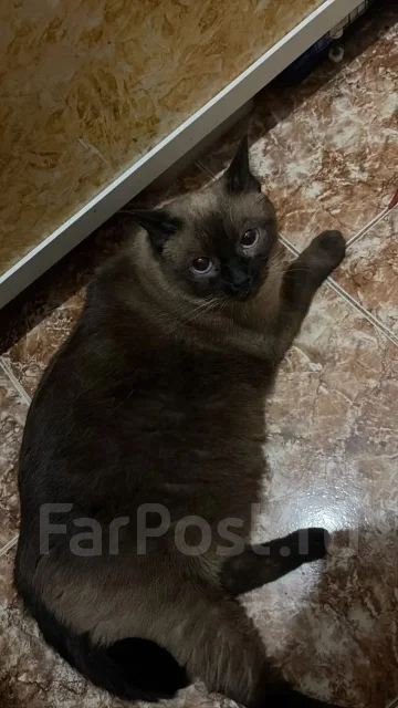 �����. ����