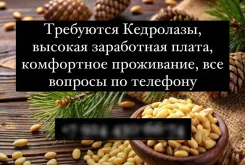 �������-��������. ��� ������. ���������� ���� ����� ����������� ����������� 20 ����
