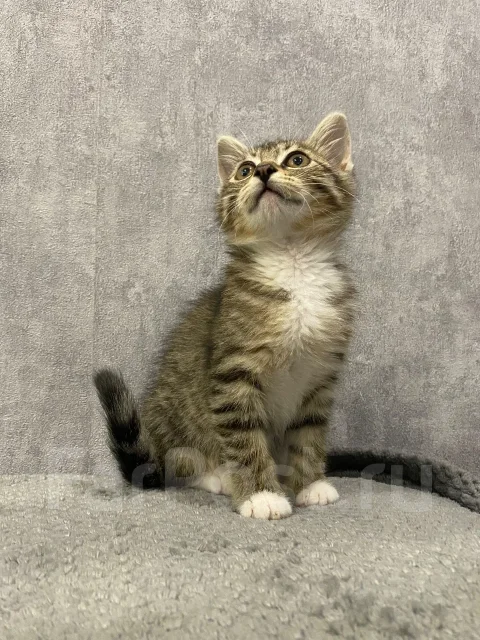 �����. ����