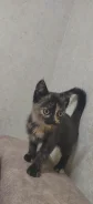 �������� ����