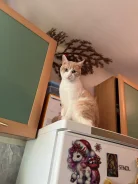 �����. ����