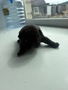 ����������� �������. ����