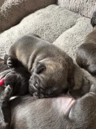 ����������� �������. ����