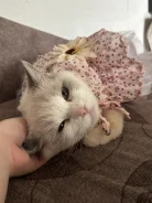 �����. ����