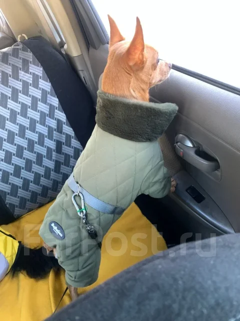 ��������, ��������� ��������. ����