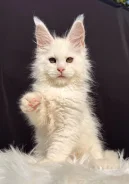 ����-���. ����