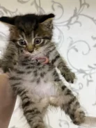 �����. ����