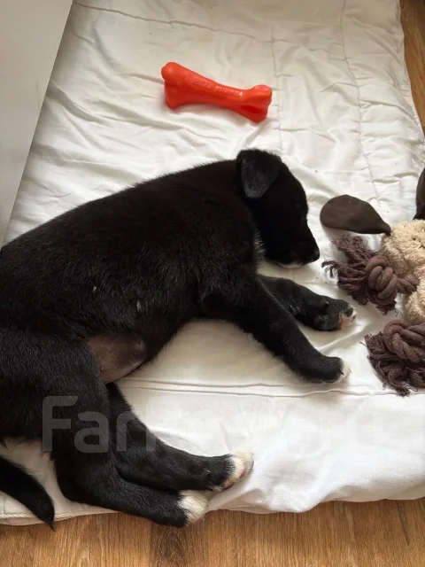 �������� ����