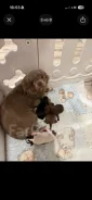 ��������. ����