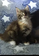 ����-���. ����